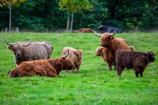 Una Vista Highland Cows Que Encuentran Principalmente Las Highlands Escocesas — Foto de Stock