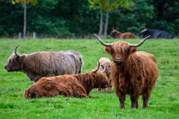 Widok Highland Cows Które Znajdują Się Głównie Szkockich Wyżynach Wielkiej — Zdjęcie stockowe