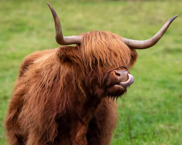 스코틀랜드의 하일랜드 Highland Cow 하일랜드 영국의 스코틀랜드 하일랜드 전역에서 수있다 — 스톡 사진