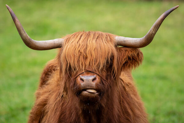 A Highland Cow in Scotland, UK.  Highland Cattle are seen across the Scottish Highlands in the United Kingdom.