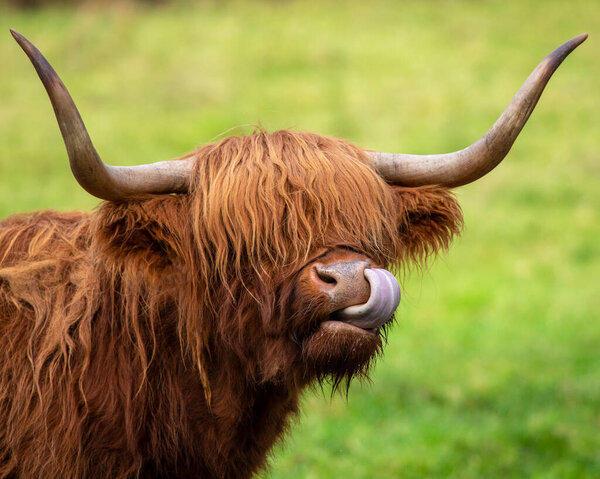A Highland Cow in Scotland, UK.  Highland Cattle are seen across the Scottish Highlands in the United Kingdom.