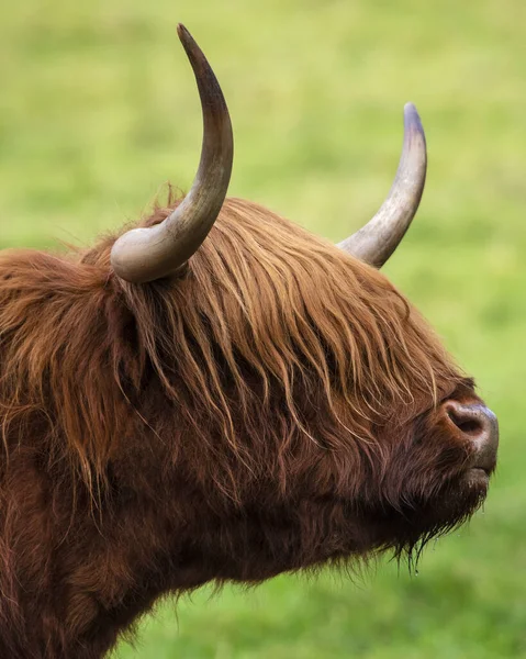 Highland Cow Scotland Highland Cattle Seen Scottish Highlands United Kingdom — Stock Photo, Image