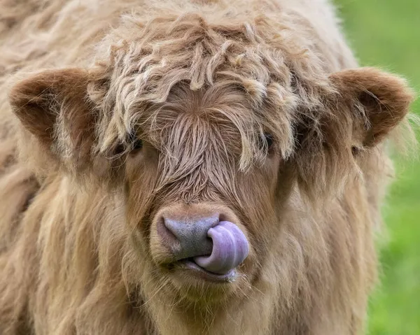 Highland Cattle Calf Licking Its Nose Scotland Highland Cattle Seen — Stock Photo, Image