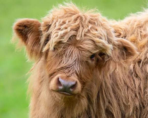 Close Highland Cattle Calf Scotland Highland Cattle Seen Scottish Highlands — Stock Photo, Image