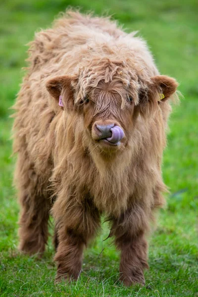 Highland Cattle Calf Στη Σκωτία Ηνωμένο Βασίλειο Highland Βοοειδή Εμφανίζονται — Φωτογραφία Αρχείου