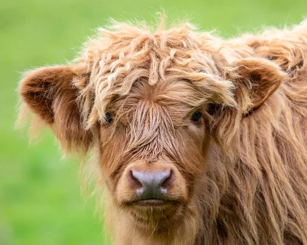 Close Highland Cattle Calf Scotland Highland Cattle Seen Scottish Highlands — Stock Photo, Image