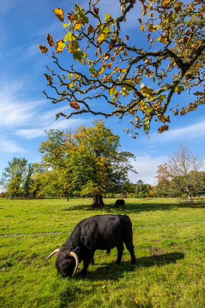 Una Vaca Negra Highland Escocia Reino Unido Highland Ganado Ven — Foto de Stock