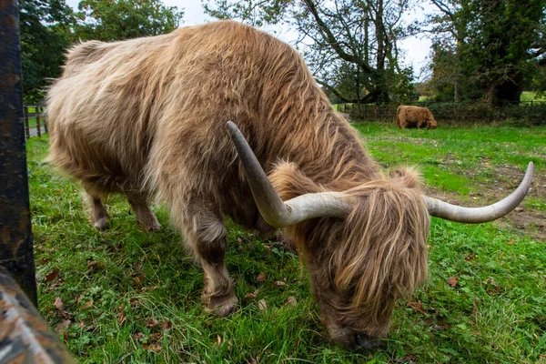 Highland Cow Scotland Highland Cattle Seen Scottish Highlands United Kingdom — Stock Photo, Image