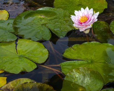 İngiltere 'nin Essex kentindeki güzel Saffron Walden kasabasında, Bridge End Garden' da bir Lily göleti..