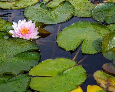 İngiltere 'nin Essex kentindeki güzel Saffron Walden kasabasında, Bridge End Garden' da bir Lily göleti..