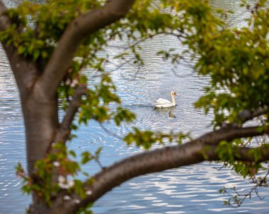 Kent, İngiltere 'deki Leeds Şatosu' ndaki hendekteki bir kuğunun yapraklarına bakıyorum..