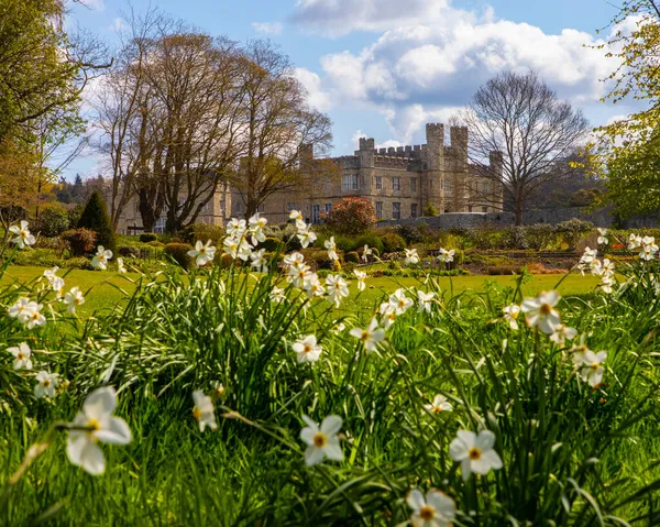 Kent, İngiltere 'deki Leeds Kalesi' nin İlkbahar Nergisleri Manzarası.
