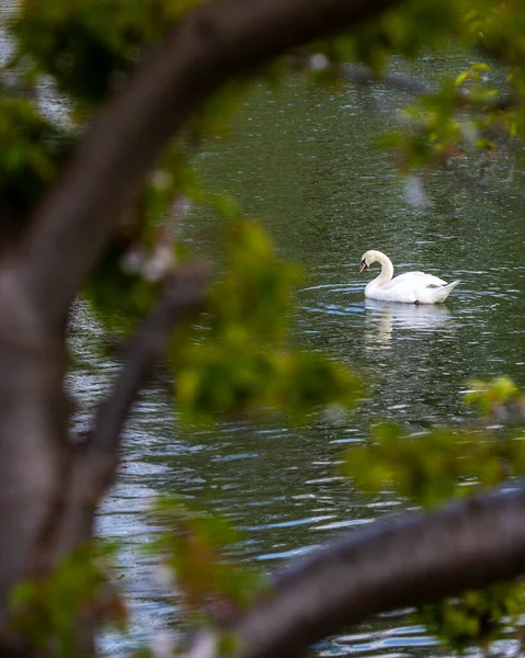 Mirando Través Del Follaje Cisne Foso Castillo Leeds Kent Reino — Foto de Stock