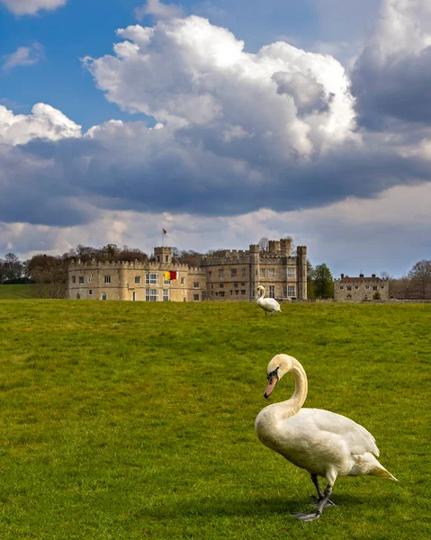 Swans Historic Leeds Castle Στο Κεντ Ηνωμένο Βασίλειο — Φωτογραφία Αρχείου