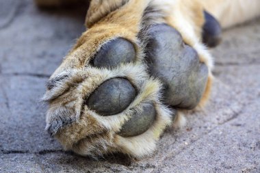 Aslan pençesinin yakın çekimi.