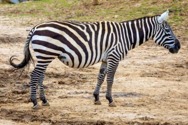 Bir Zebra resmi..