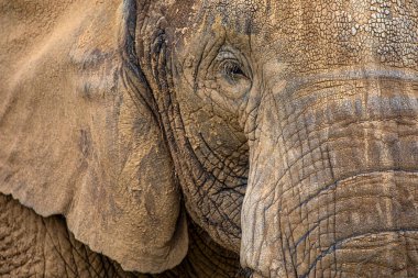 Güzel bir filin yakın çekimi..