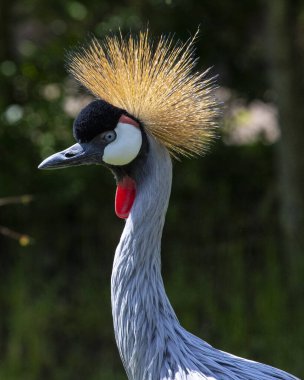 Güzel Gri Taç Giyen Turna 'nın yakın çekimi.