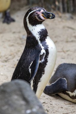 Bir Afrika Pengueninin Yakın Çekimi.