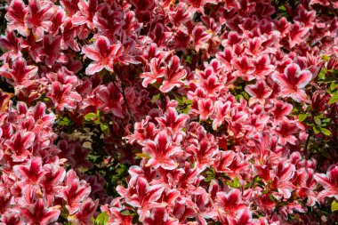 İngiltere, Cornwall 'daki Rhododendron çiçeklerinin çok güzel bir yakın çekimi..