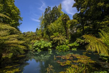 İngiltere, Cornwall 'daki Heligan' ın Kayıp Bahçeleri 'nin Orman bölgesinde güzel bir göl manzarası..