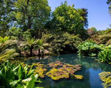 İngiltere, Cornwall 'daki Heligan' ın Kayıp Bahçeleri 'nin Orman bölgesinde güzel bir göl manzarası..