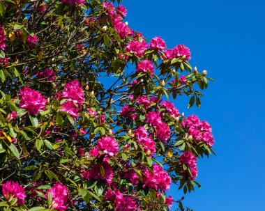 Pasifik Rododendron çiçeğinin manzarası.
