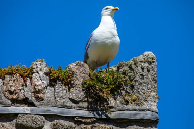 İngiltere 'nin Cornwall kentindeki tarihi St. Michaels Dağı' nda bir duvara tünemiş bir martı..