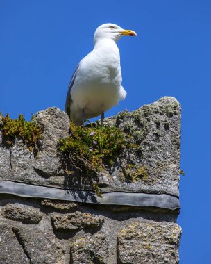 İngiltere 'nin Cornwall kentindeki tarihi St. Michaels Dağı' nda bir duvara tünemiş bir martı..