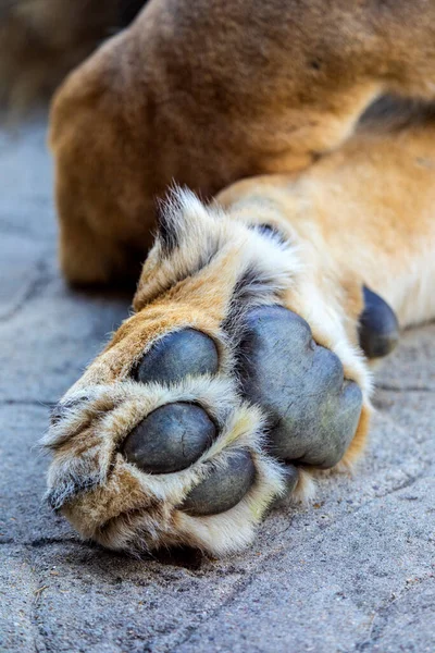 Close Lion Paw — Stock Photo, Image