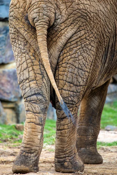 Backside Elephant — Stock Photo, Image
