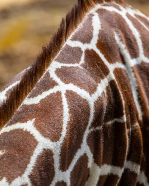 Gros Plan Sur Les Belles Marques Une Girafe — Photo