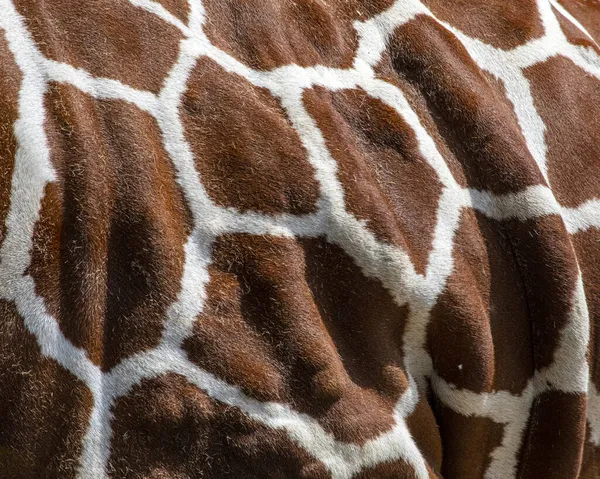 Gros Plan Sur Les Belles Marques Une Girafe — Photo