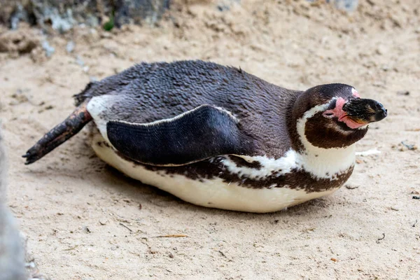 Bir Afrika Pengueni Uzanmış — Stok fotoğraf