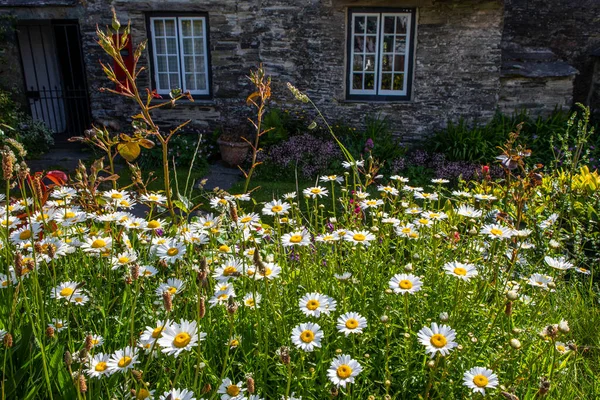 Cornwall Storbritannien Juni 2021 Utsikt Över Vackra Vilda Blommor Som — Stockfoto