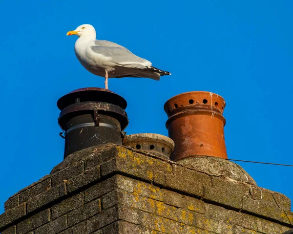 Een Zeemeeuw Een Schoorsteen Het Vissersdorp Polperro Cornwall — Stockfoto