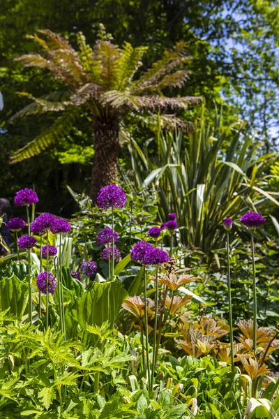 Fleurs Allium Fleurs Dans Les Magnifiques Jardins Perdus Heligan Cornwall — Photo
