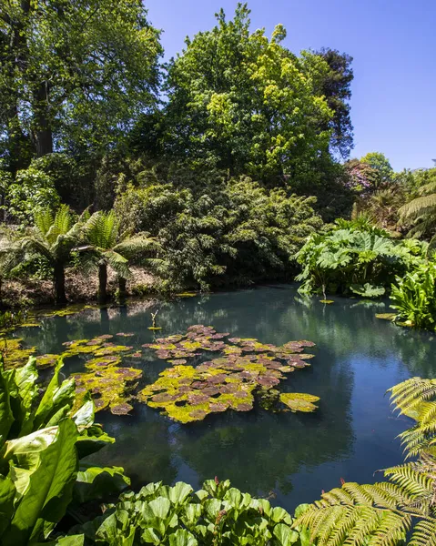 Beautiful View Lake Jungle Area Lost Gardens Heligan Cornwall — Stock Photo, Image