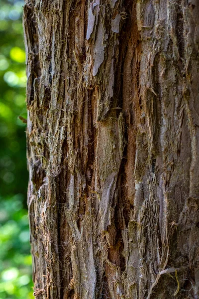 Gros Plan Tronc Arbre — Photo