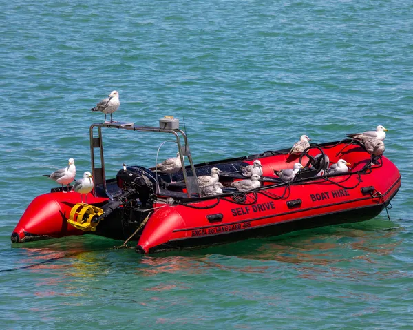 Cornwall June 4Th 2021 Sea Gulls Resting Empty Boat Floating — Stock Photo, Image