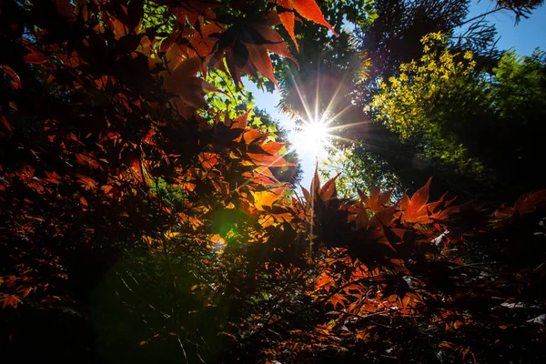 Солнечный Свет Проникает Сквозь Деревья — стоковое фото