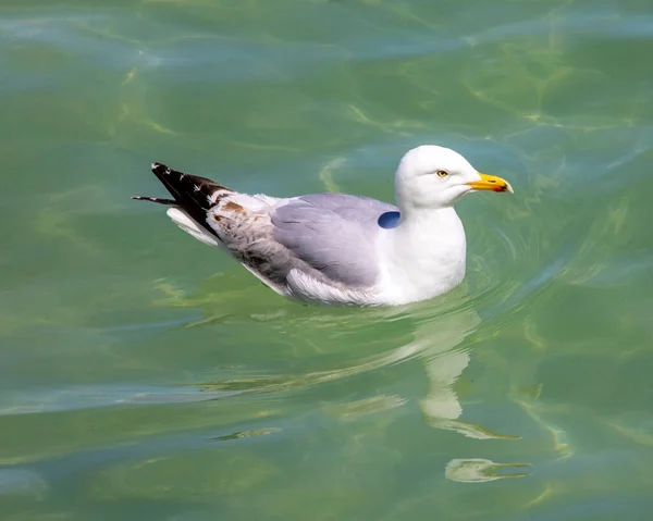 Una Gaviota Nadando Mar Ives Harbour Cornwall Reino Unido — Foto de Stock