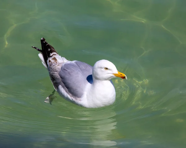 在英国康沃尔的圣伊夫港 一只海鸥在海里游泳 — 图库照片