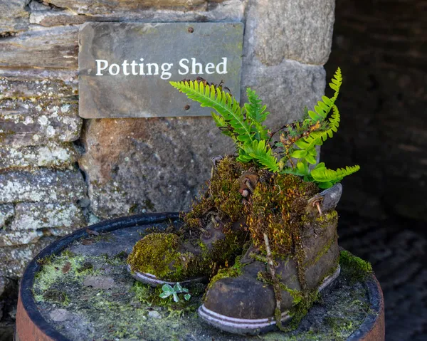 Detailní Záběr Zahradnických Bot Plných Mechu Rostlin Potting Shed Lost — Stock fotografie