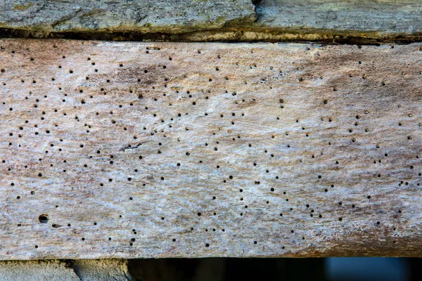 Close Woodworm Beam Wood — Stock Photo, Image