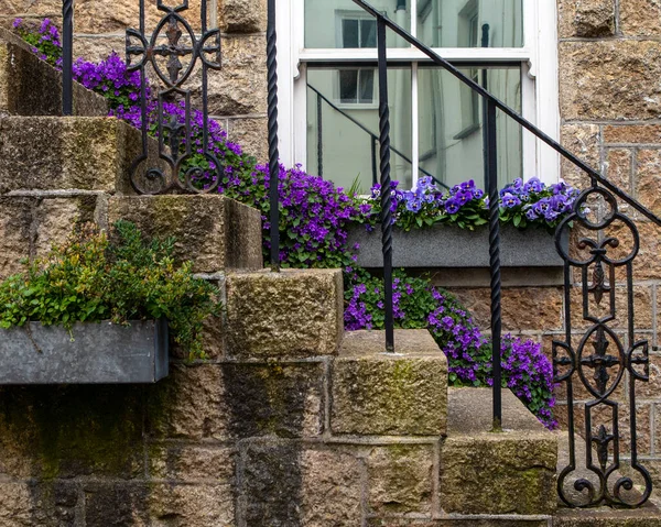 Beautiful Purple Flowers Trailling Steps Building Seaside Town Ives Cornwall — Stock Photo, Image