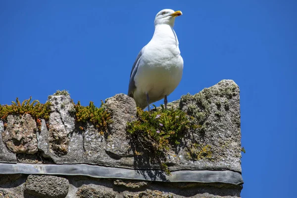 Mewa Morska Usiadła Ścianie Historycznej Wyspie Michaels Mount Kornwalii Wielka — Zdjęcie stockowe