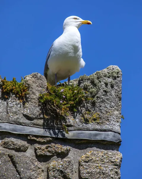 Sea Gull Perched Wall Historic Island Michaels Mount Cornwall — Stock Photo, Image
