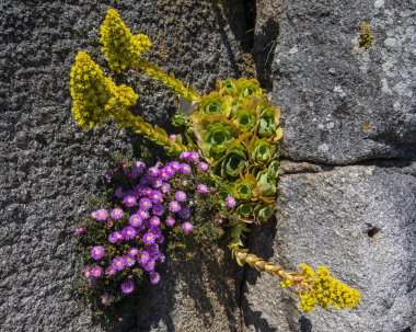İngiltere 'nin Cornwall kentindeki St. Michaels Dağı' nın Castle Gardens 'ında güzel bitki ve çiçeklerin yakın çekimi..