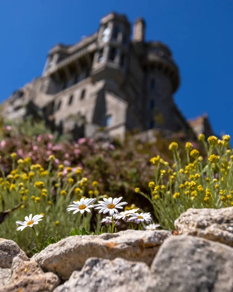 Gänseblümchen Blühen Historischen Michaels Mount Cornwall Großbritannien — Stockfoto